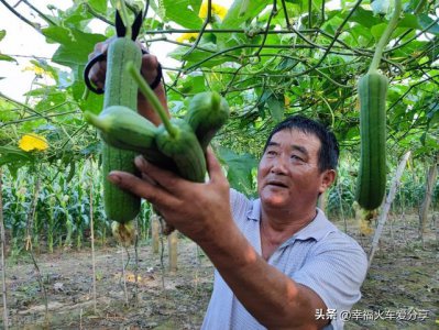 ​丝瓜的做法大全家常菜菜谱（16种丝瓜的家常做法）