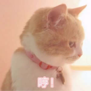 ​猫尾巴竖起来什么意思？猫咪尾巴的5种语言！