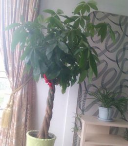 ​发财树怎么修剪，看看花友都是怎么做的
