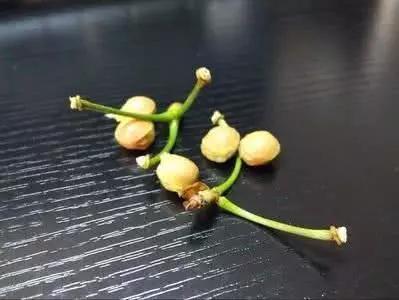 吃剩下的樱桃核，不要乱扔，种到盆中来年还能吃