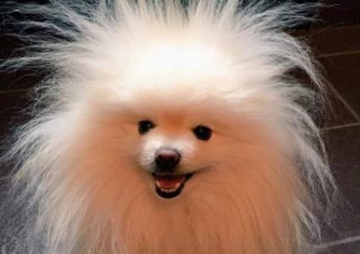 ​人空手能打过比特犬吗？人空手能打过狐狸吗？