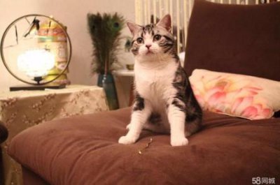 ​猫咪老是喜欢钻床底下，教给你如何从床底下把猫弄出来的7种方法