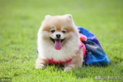 ​猫色素沉淀怎么办？猫黑色素沉淀能自愈吗？