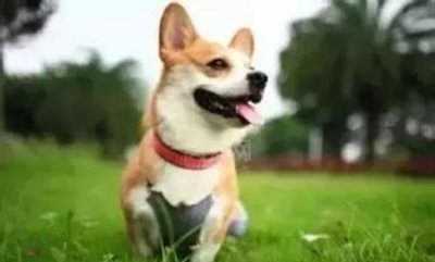 ​狗狗驱虫药推荐：三款高口碑产品盘点