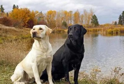 ​南宁市民给爱犬办证不用跑腿了，直接在网上就能办 南宁怎么办？理狗证