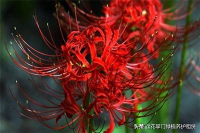 ​彼岸花的真正故事有什么传说？