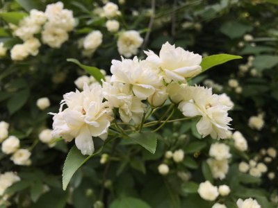 ​每日一花-木香花