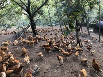 ​养殖5000只土鸡大约需要多少钱？能赚多少钱？