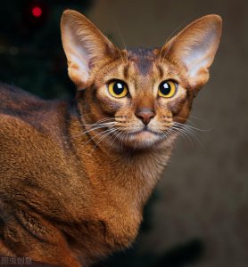 ​这几天，被饲猫少年暖到了