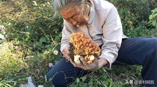 阿凯家简单的农家生活，多少人羡慕呢