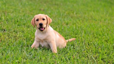 ​提醒！狗狗得了“狂犬病”，会有这6种迹象，主人要注意了！