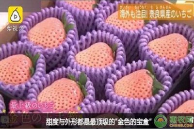 ​日本天价草莓一颗900元！什么草莓这么贵？和普通草莓的区别在哪？