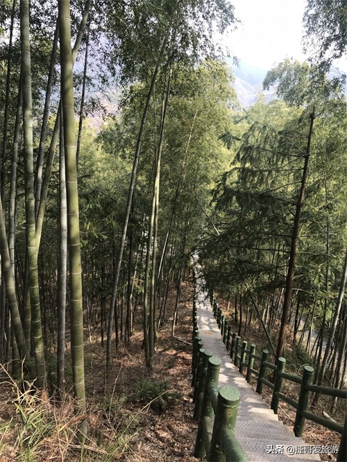 安徽省 黄山市 黟县 木坑竹海景区