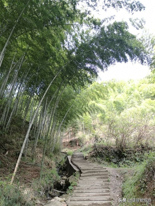 安徽省 黄山市 黟县 木坑竹海景区