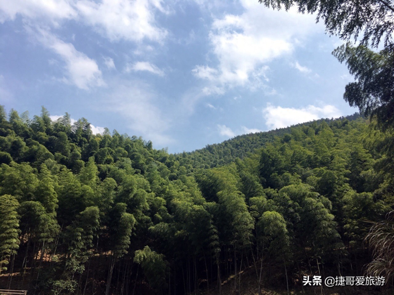 安徽省 黄山市 黟县 木坑竹海景区