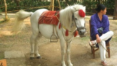 ​1997年白龙马受尽磨难在马棚惨死，杨洁导演2次探望，为何不救它