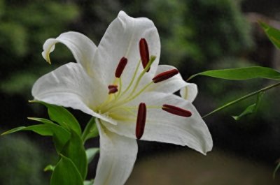 ​经典歌曲《野百合也有春天》罗大佑演唱：离去的你，带走了春天！