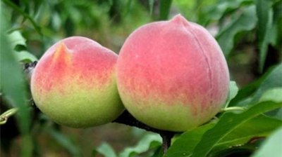 ​中国哪里的桃子最好吃？一场关于甜蜜滋味的味蕾冒险！