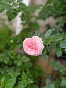 ​《内心强大的女人最优雅》经典语录，每一句都是高情商