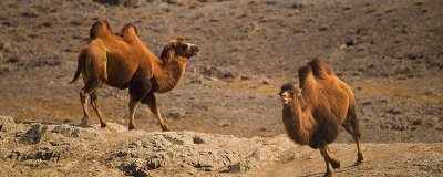 ​世界上有哪些沙漠 著名的沙漠城市