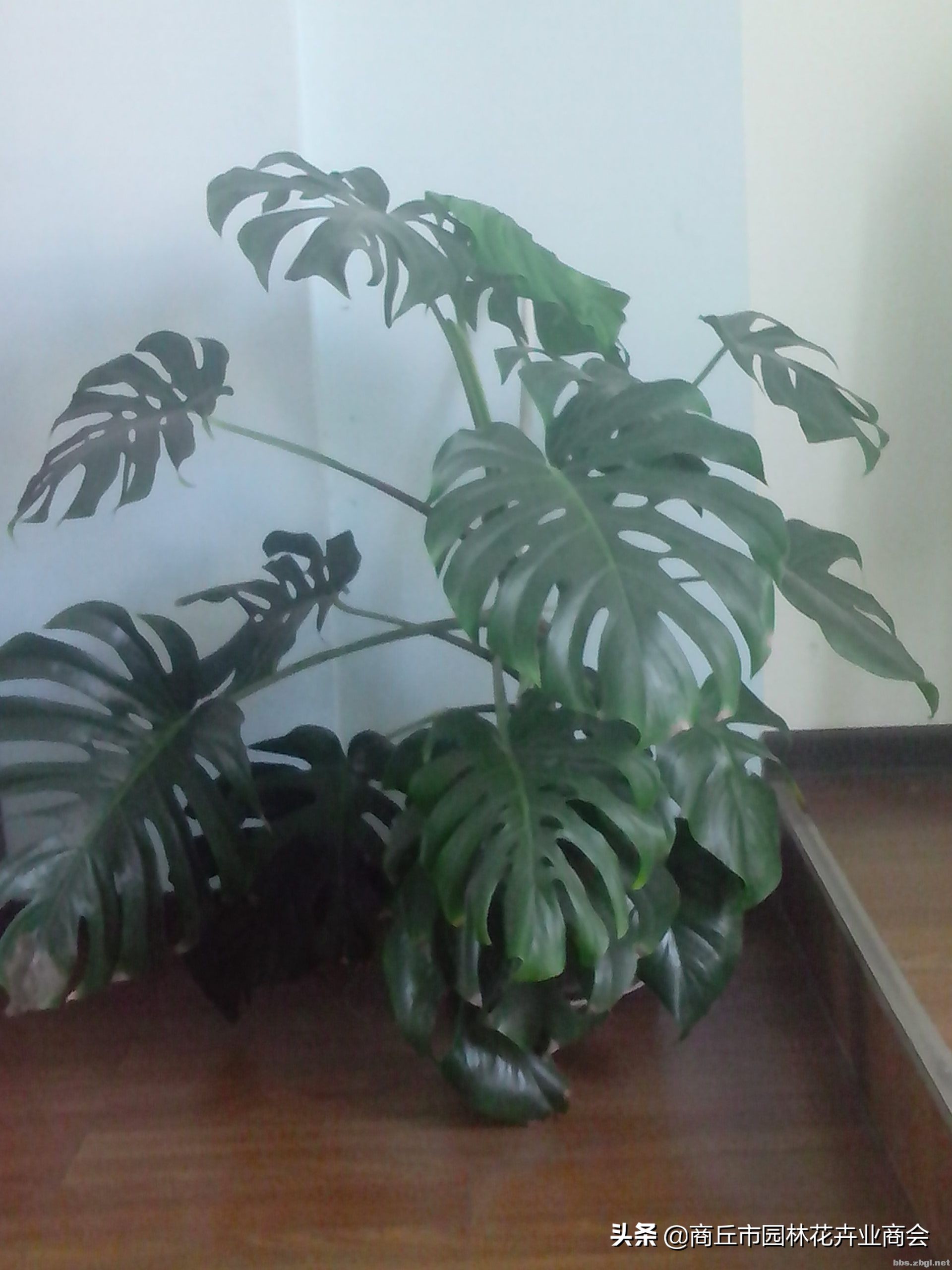 龟背竹可以放卧室吗（龟背竹的寓意和种植技巧）