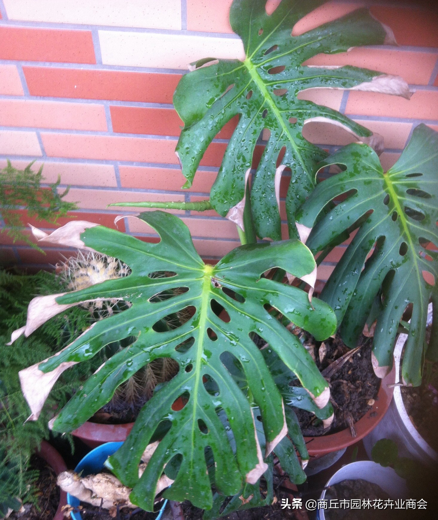 龟背竹可以放卧室吗（龟背竹的寓意和种植技巧）