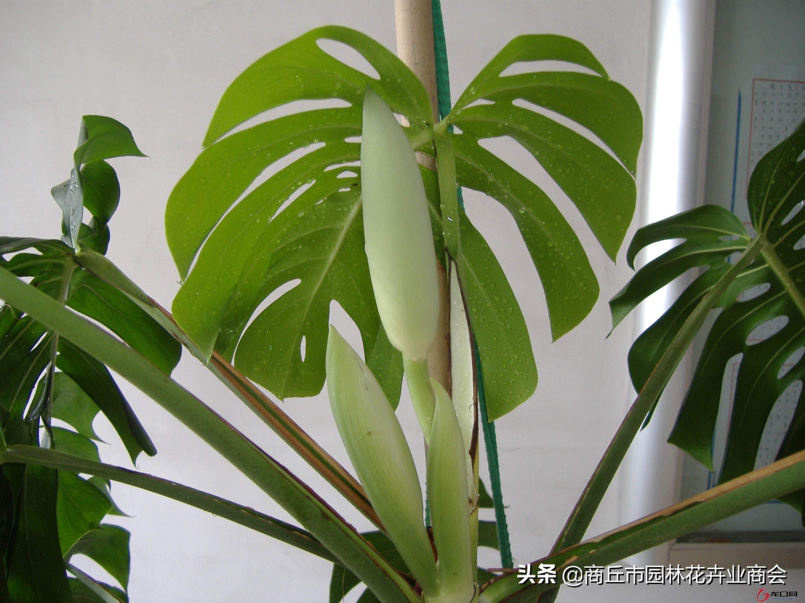 龟背竹可以放卧室吗（龟背竹的寓意和种植技巧）