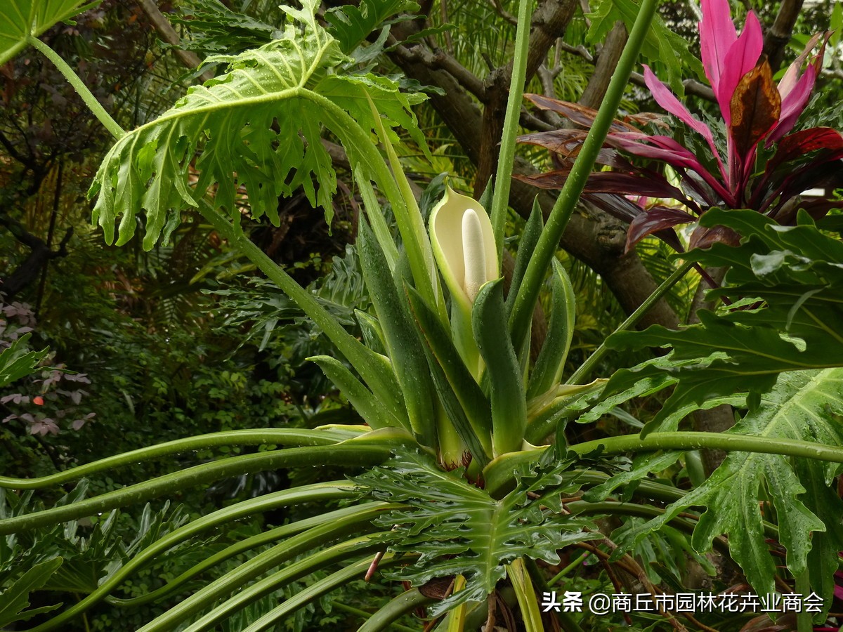 龟背竹可以放卧室吗（龟背竹的寓意和种植技巧）