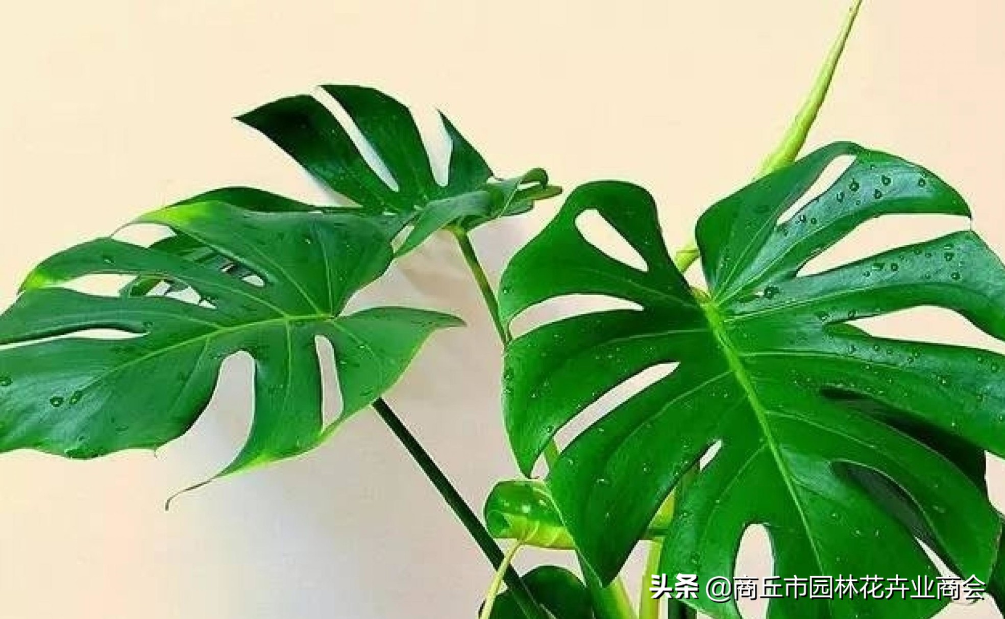 龟背竹可以放卧室吗（龟背竹的寓意和种植技巧）