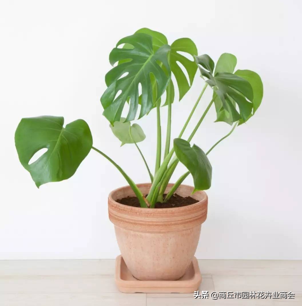 龟背竹可以放卧室吗（龟背竹的寓意和种植技巧）