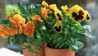 ​最大的地震发生在哪个国家最大的地震有多少级