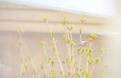 ​亚特兰蒂斯文明真的存在过吗？亚特兰蒂斯是怎么消失灭亡的