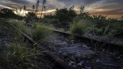 ​铃兰花有毒吗？铃兰花适合放在室内养吗？4条