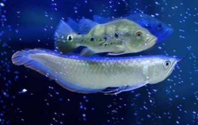 ​美人鱼真身黑鳞鲛人 爱吃人肉的怪物真实