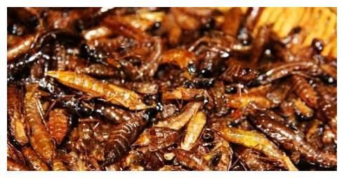 竟因肉质美味,最终被人类吃到差点物种灭绝的野味!