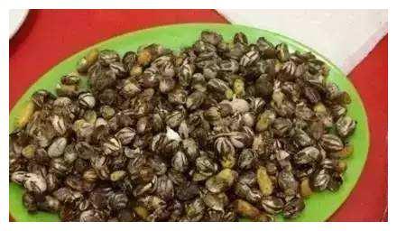 竟因肉质美味,最终被人类吃到差点物种灭绝的野味!