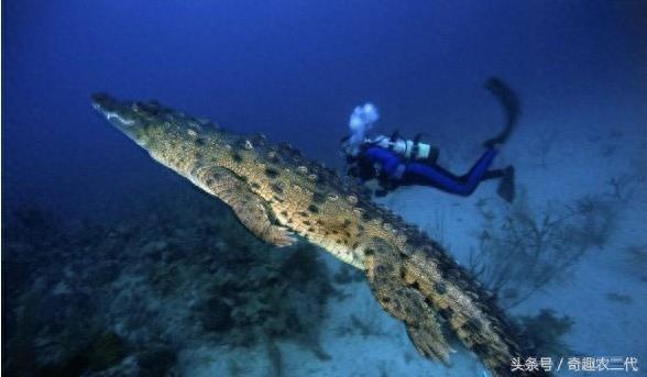 美洲鳄是一个四足动物，有四条短腿，一个长且强有力的尾巴