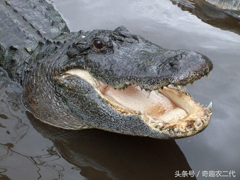 美洲鳄是一个四足动物，有四条短腿，一个长且强有力的尾巴