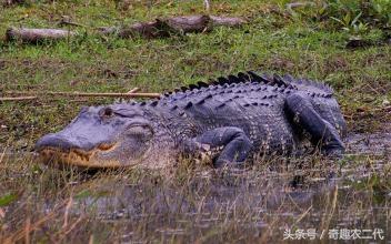 美洲鳄是一个四足动物，有四条短腿，一个长且强有力的尾巴