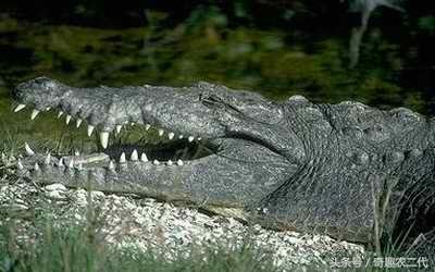 美洲鳄是一个四足动物，有四条短腿，一个长且强有力的尾巴