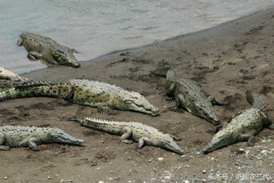 ​美洲鳄是一个四足动物，有四条短腿，一个长且强有力的尾巴