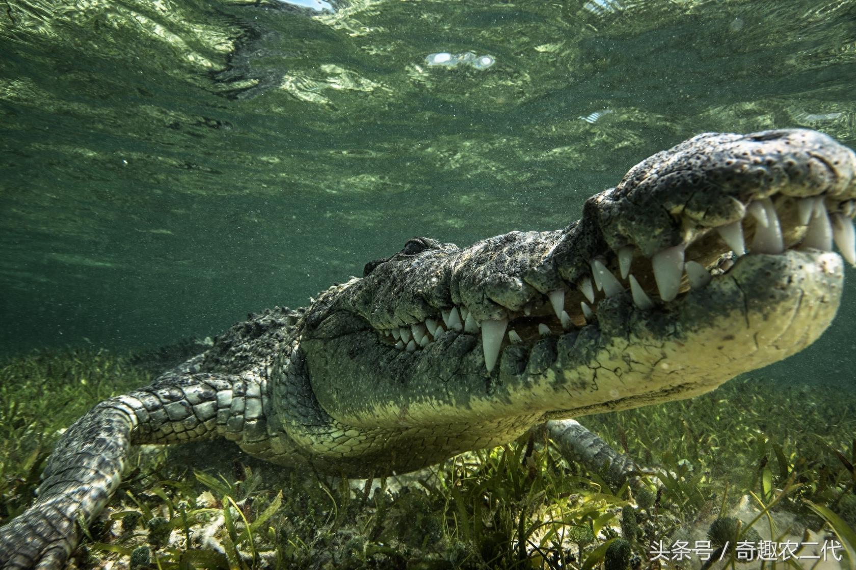 美洲鳄是一个四足动物，有四条短腿，一个长且强有力的尾巴