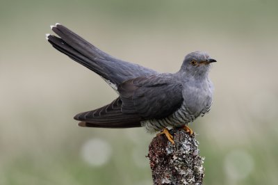 ​子规是什么鸟（杨花落尽子规啼的子规鸟的别称是什么）