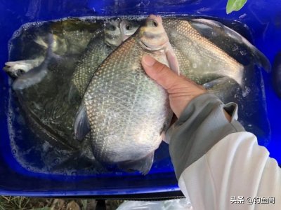 ​钓鳊鱼的方法和技巧介绍（钓鳊鱼的技巧以及注意事项）