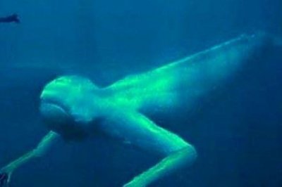 ​温和的巨型饮食：大猩猩吃什么？