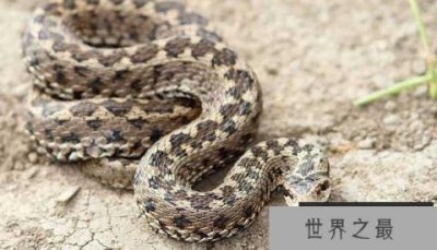 ​世界上最厉害的毒蛇 最致命的十大毒蛇排行榜