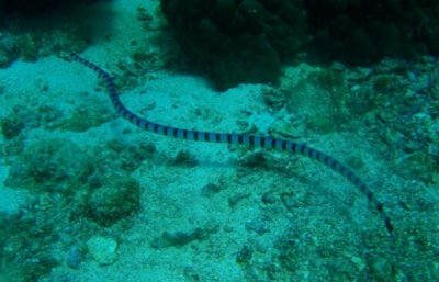 ​当今世界十大毒蛇排名，内陆太攀蛇乃陆地第一毒蛇