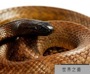 ​世界上最长的蛇 眼镜王蛇居然有5米多长