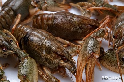​小龙虾几月份开始上市？几月份吃最合适？附2023年上市时间！