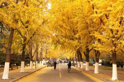 ​秋季的北京交通大学校园，银杏大道如此壮观，一片金黄色